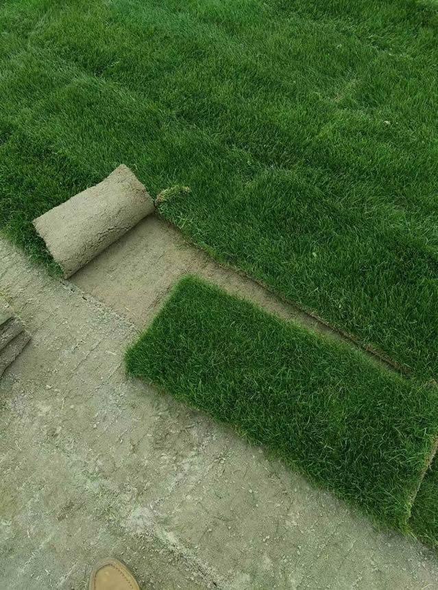 樣品草場