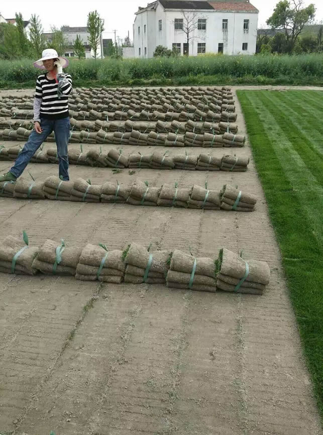 出貨后的草場