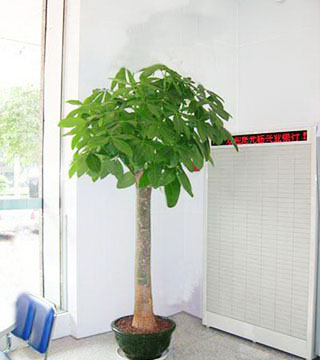 蘇州花卉租賃有什么好處？